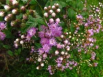 Cyrtocymura scorpioides (5)