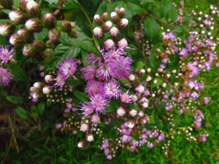 Cyrtocymura scorpioides (5)