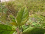 Critoniopsis quinqueflora (26)