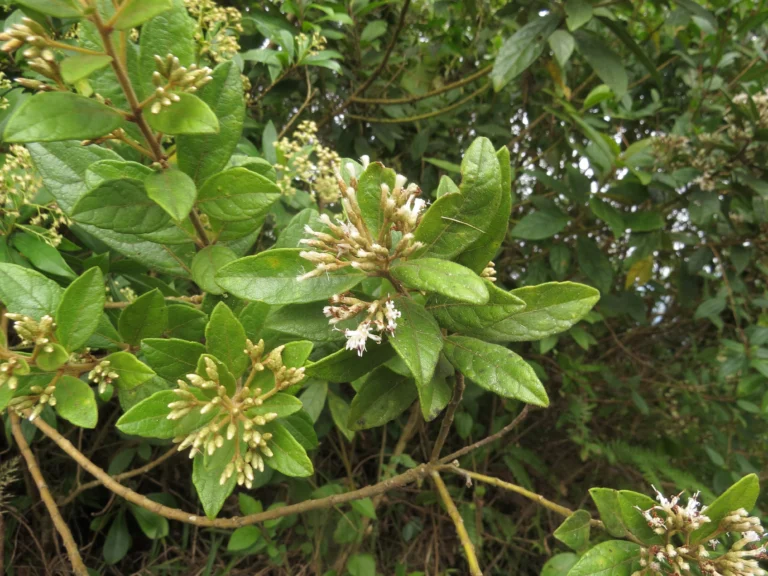 Critoniopsis quinqueflora (18)