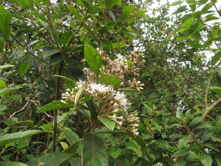 Critoniopsis quinqueflora (14)