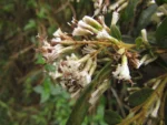 Critoniopsis quinqueflora (10)