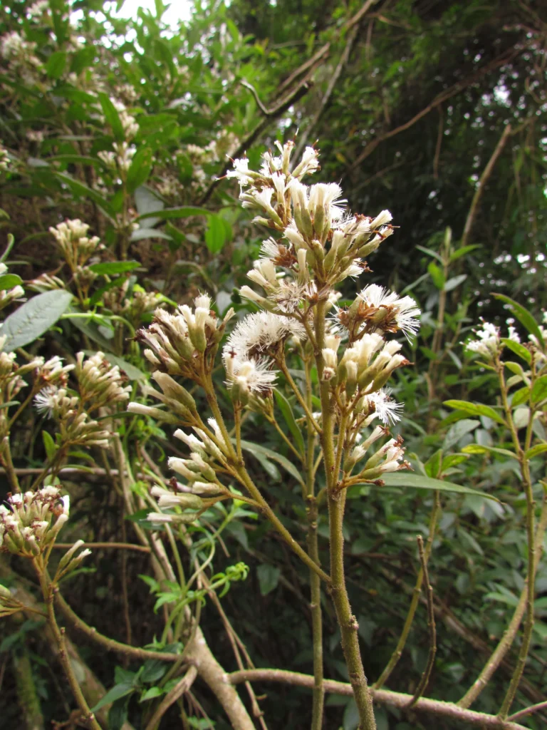 Critoniopsis quinqueflora (5)