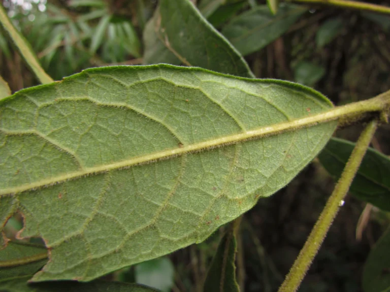 Critoniopsis quinqueflora (1)