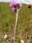 Chrysolaena sellowiana (7)