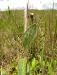 Chrysolaena sellowiana (6)