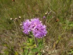 Chrysolaena sellowiana (4)