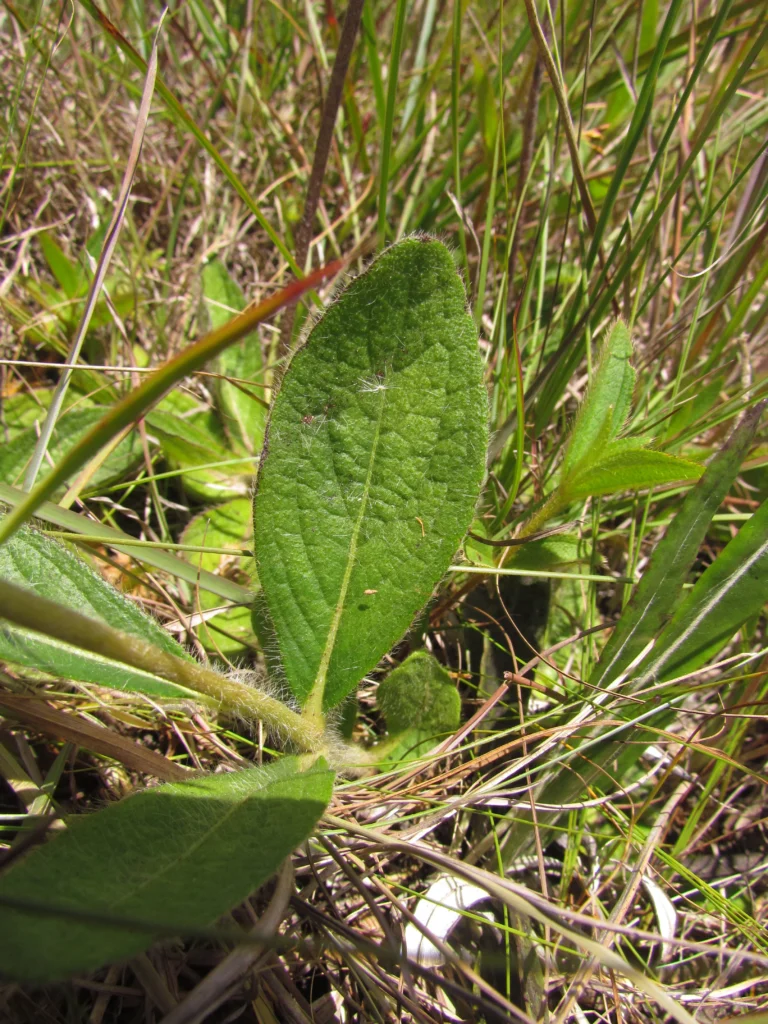 Chrysolaena sellowiana (5)