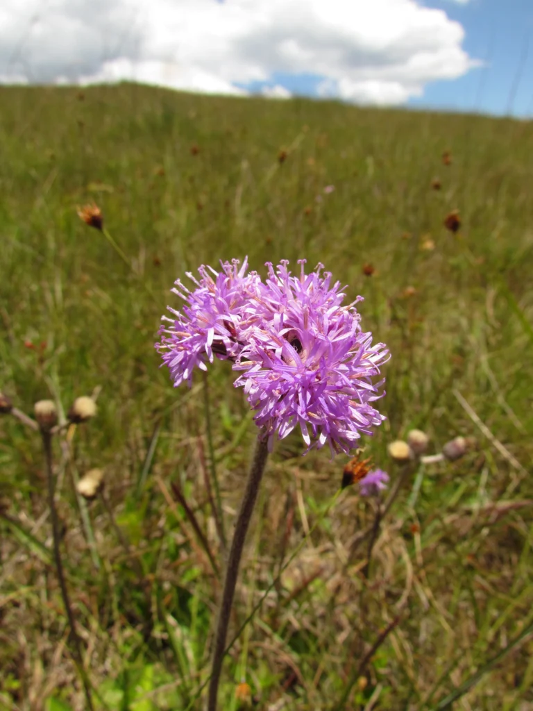 Chrysolaena sellowiana (2)