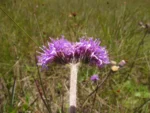 Chrysolaena sellowiana (3)