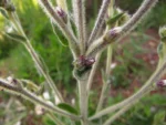 Chrysolaena platensis (15)