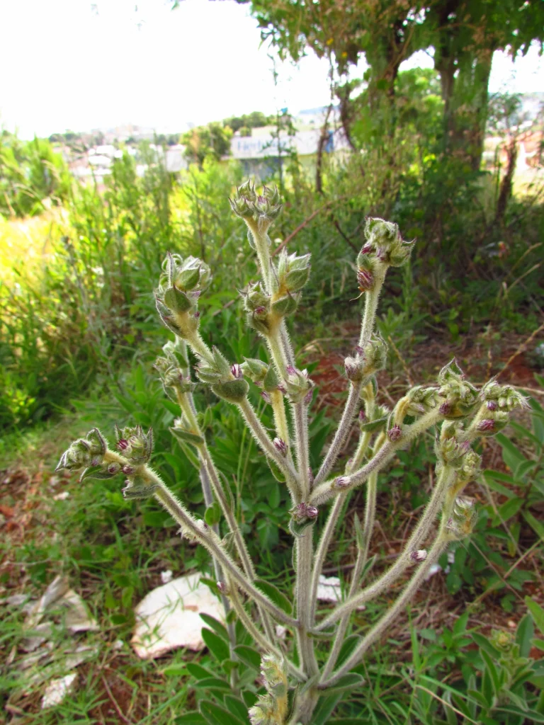 Chrysolaena platensis (14)