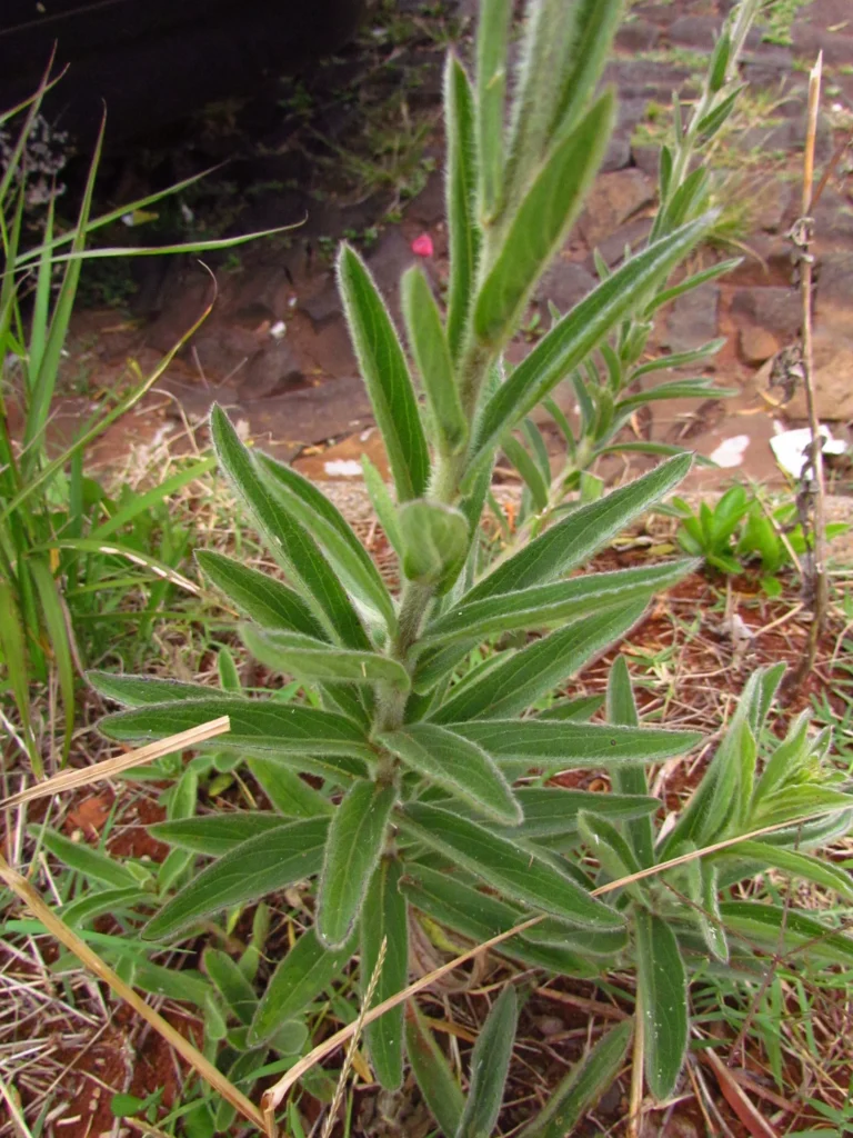 Chrysolaena platensis (11)