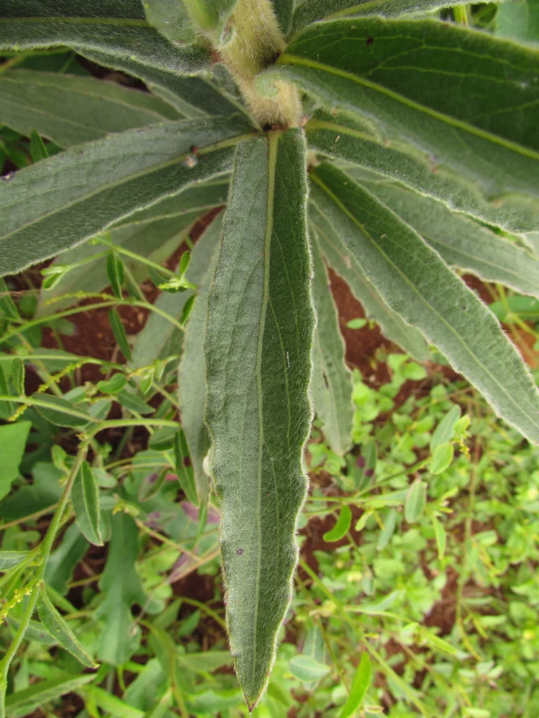 Chrysolaena platensis (8)