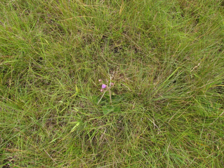 Chrysolaena oligophylla (4)