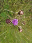 Chrysolaena oligophylla (5)