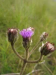 Chrysolaena oligophylla (6)