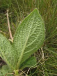 Chrysolaena oligophylla (3)