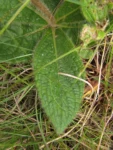 Chrysolaena oligophylla (2)