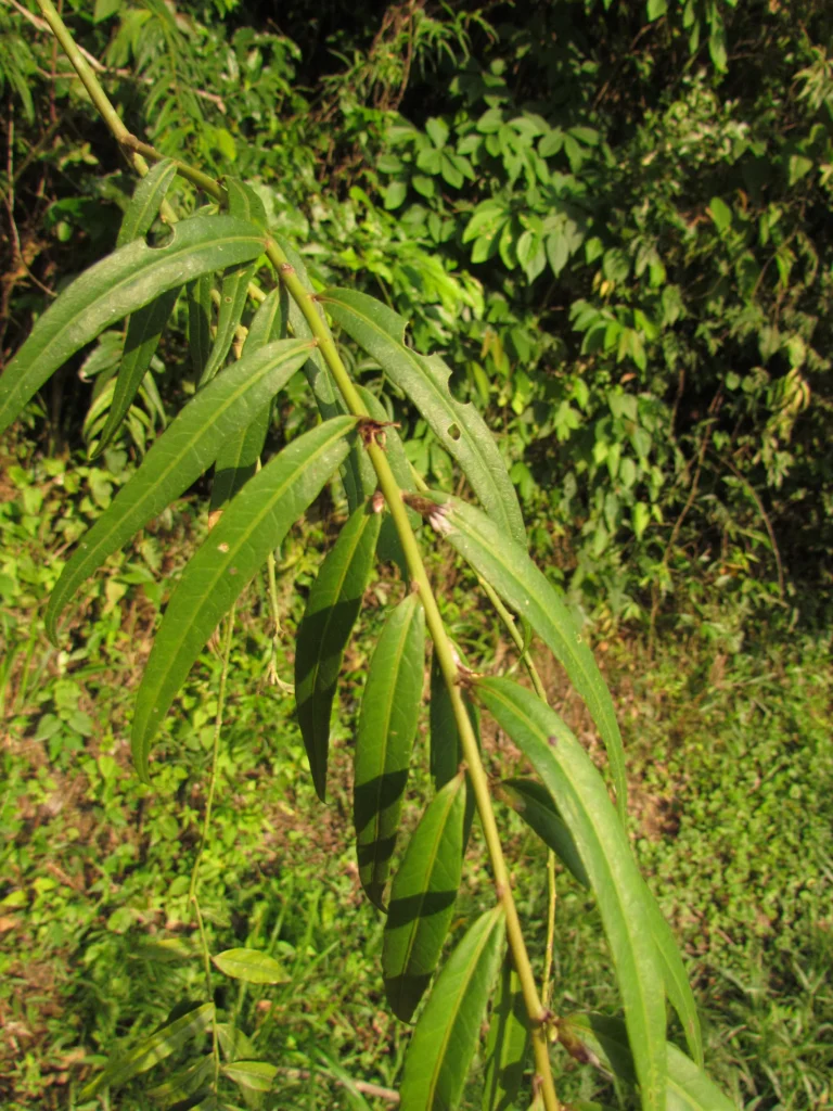 Chrysolaena balansae (11)