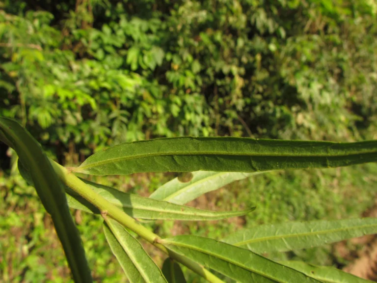 Chrysolaena balansae (10)