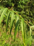 Chrysolaena balansae (9)
