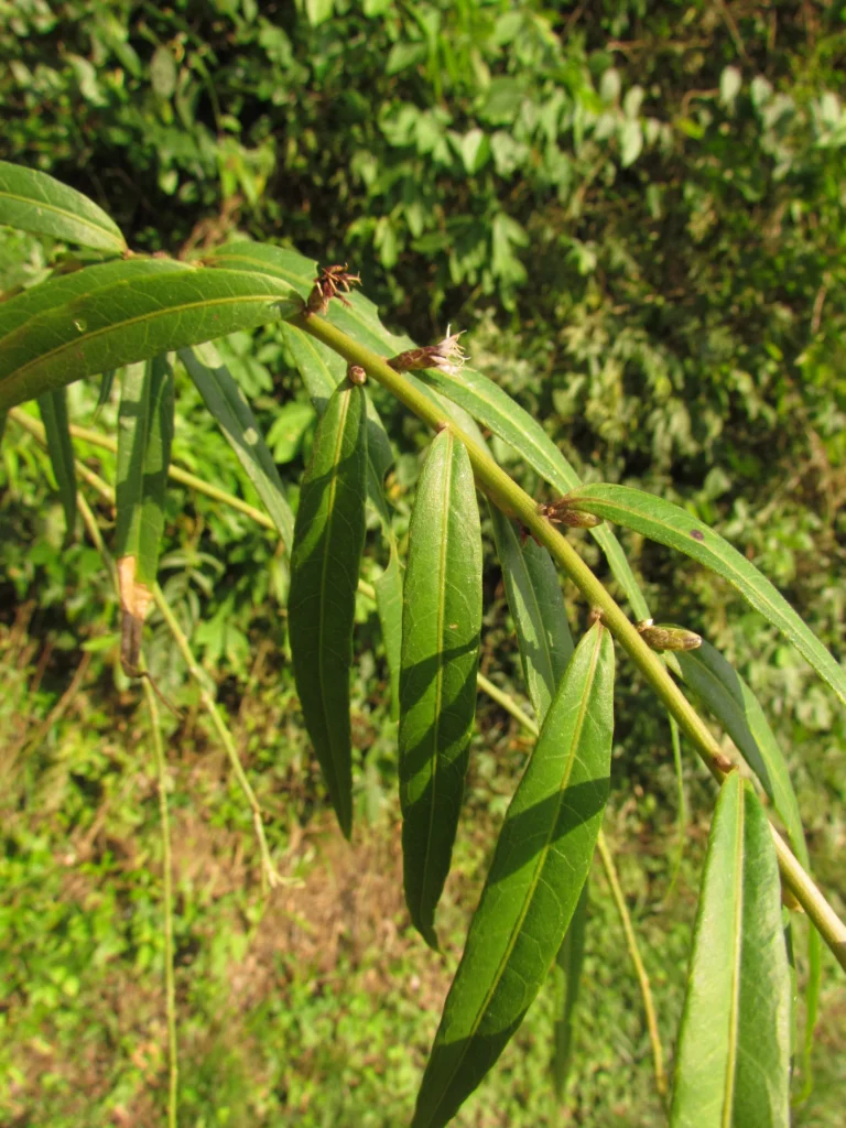 Chrysolaena balansae (8)