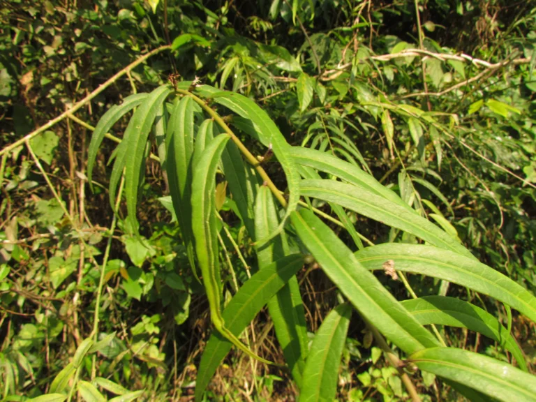 Chrysolaena balansae (4)