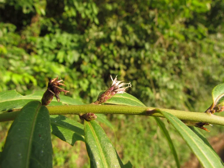 Chrysolaena balansae (6)
