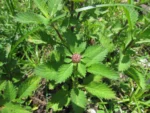 Centratherum (14)