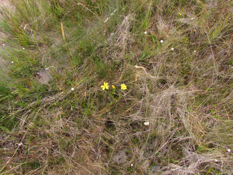 Campo Alegre – Alto Quiriri (4)
