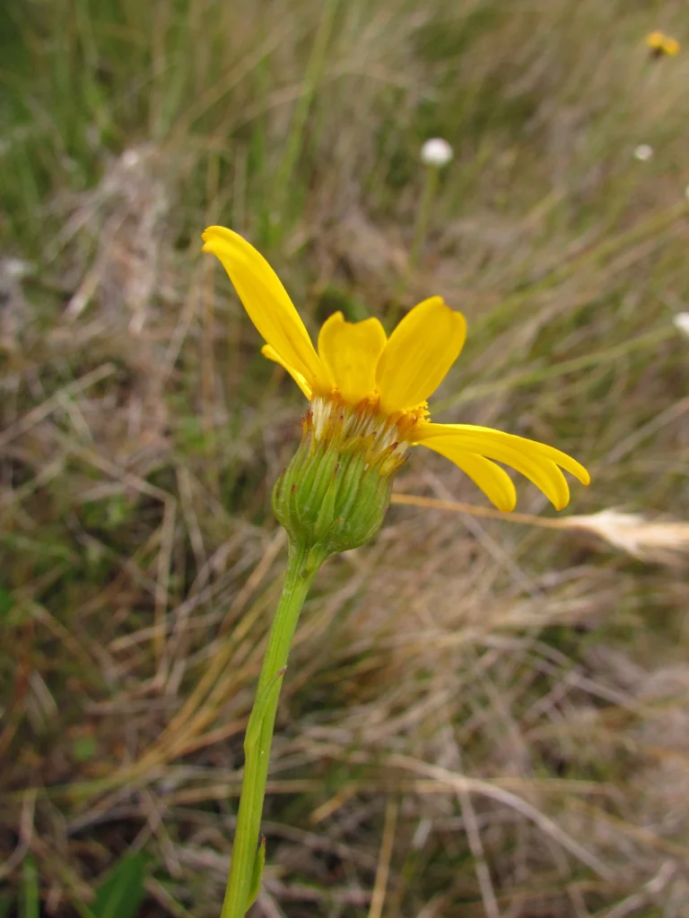 Campo Alegre – Alto Quiriri (1)