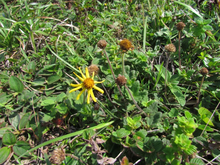 Calea uniflora (8)