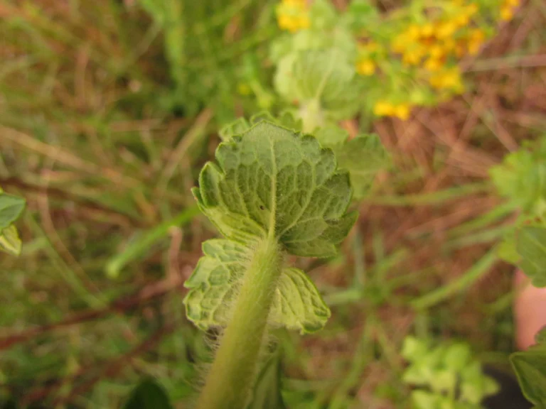 Calea triantha (26)