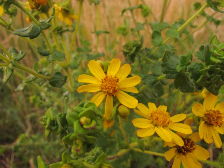 Calea triantha (13)