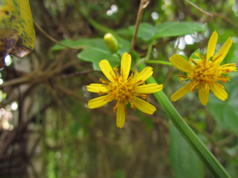 Calea pinnatifida (14)