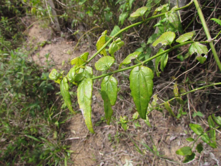 Calea pinnatifida (10)