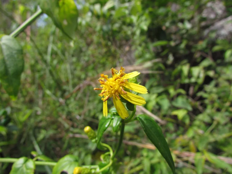 Calea pinnatifida (6)