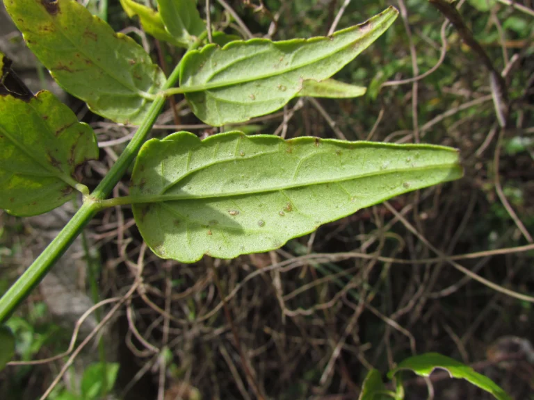 Calea pinnatifida (4)