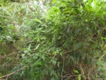 Calea pinnatifida (3)