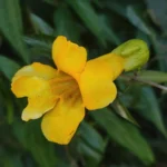 IMG_20260125_172446
