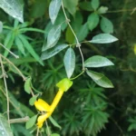 IMG_20260125_173405