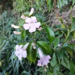 IMG_20260126_170155