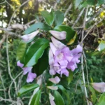 IMG_20260126_171601