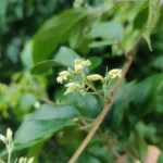 IMG_20260118_181041