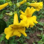 IMG_20260117_144521