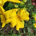 IMG_20260117_144527