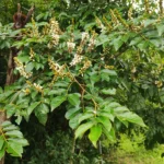 IMG_20260116_152037