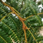 IMG_20260108_174346