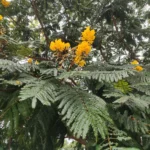 IMG_20260108_174212